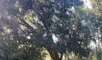 23720 NW 241 County Rd NW, Alachua, FL 32615
