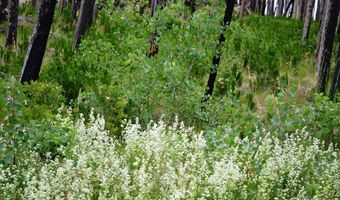 2025 Granite Rd, Bellvue, CO 80512