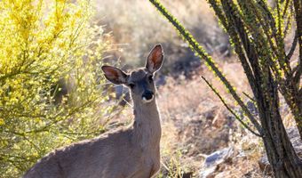 8619 E SILVER SADDLE Dr, Carefree, AZ 85377