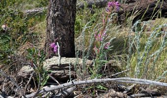 Old Camp Rd, Bellvue, CO 80512