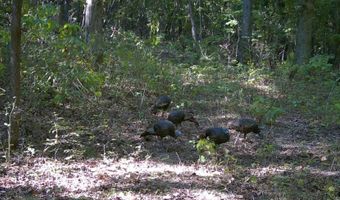 Whiskey Creek Lane, Batesville, AR 72501
