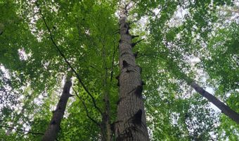 65 Acres 107th Ave, Allegan, MI 49010