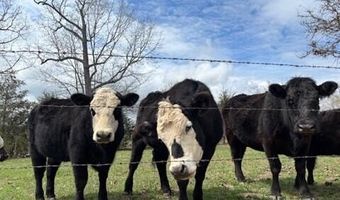 12491 County Road 414, Ava, MO 65608