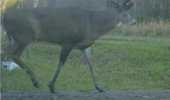 999 Porcupine Trl, Aitkin, MN 56431