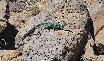 Tbd N8060, Concho, AZ 85924