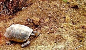 S Bent Spur Road, Congress, AZ 85332