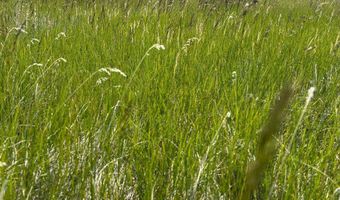 UBET Road, Buffalo, MT 59418