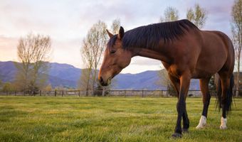 2984 W Winterton Rd, Charleston, UT 84032