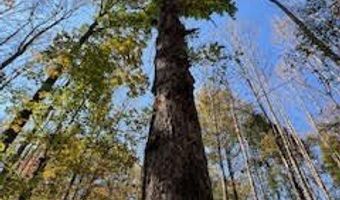 Perry Chapel Road, Ashland, MS 38603