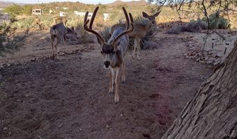 5031 W Tennessee Ave, Chloride, AZ 86431