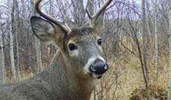 ON SURING LN unit 24+ Acres 24+ Acres, Argonne, WI 54511