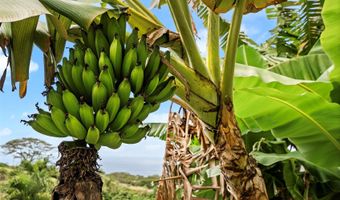 75-399 Wehilani Dr, Kailua Kona, HI 96740