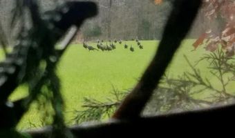 Reeves Road, Ashland, MS 38603