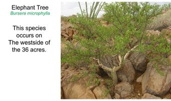0 Alley Rd, Ajo, AZ 85321