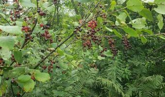 9401 Samuelson, Angora, MN 55703