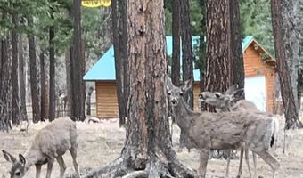 17 County Road 2195, Alpine, AZ 85920