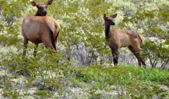 ERR State Hwy 118 S, Alpine, TX 79830