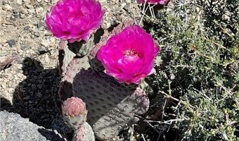 159 Eagle Nest Cir, Cold Creek, NV 89124