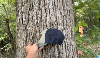 6150 SHOAL CREEK Rd 124+/- Acres, Ashville, AL 35953