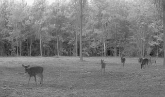 20 Ac Coot Adams Rd, Ashford, AL 36312