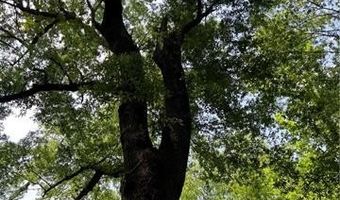 0 SHELTON Dr, Ball, LA 71405