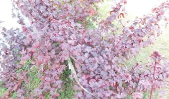 2460 NW GARVIN Ave, Arcadia, FL 34266