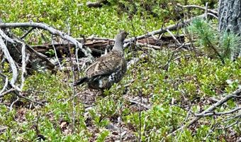 705 NM-120, Angel Fire, NM 87710
