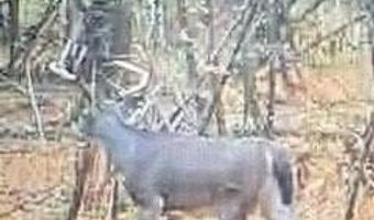 447 CR 215, Abbeville, MS 38601