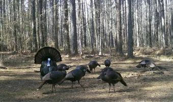 Pleasant Hill Road, Ashland, MS 38603