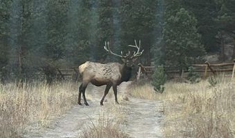 County Road 59, Allenspark, CO 80510