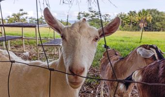 ILIOPUA RD, Honomu, HI 96728