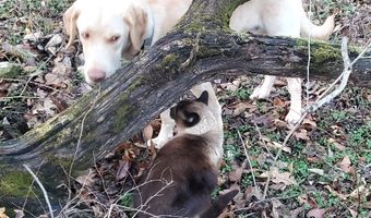 4775 S 50th Rd, Aldrich, MO 65601