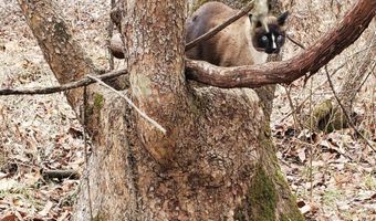 4775 S 50th Rd, Aldrich, MO 65601