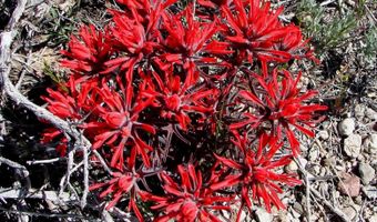 unspecified, Gerlach, NV 89412