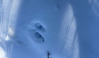 US-1 lot 10, Baring Plt, ME 04694