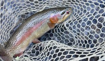 72 Back Basin, Angel Fire, NM 87710