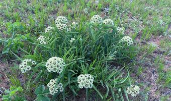 Tbd County Road 335, Anson, TX 79501