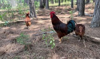 1808 Aiken Rd, Blackstock, SC 29014