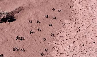 268 N 5380, Concho, AZ 85924