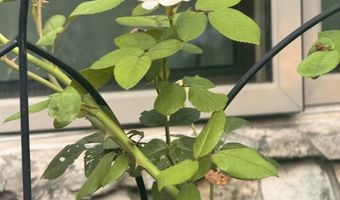 263 Queensway Dr, Avon, IN 46123