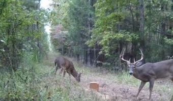 9030 HILLANDALE Dr, Auburn, AL 36830