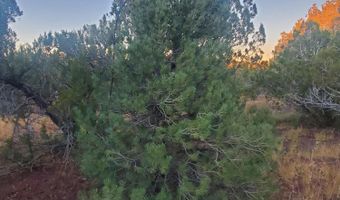 1 COUNTY ROAD N8155, Concho, AZ 85924