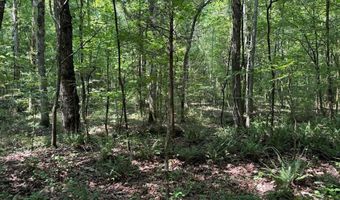 Cr 244, Abbeville, MS 38601