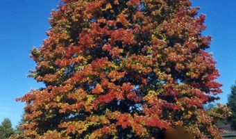 Alden Meadows lot 39, Alden, MI 49612