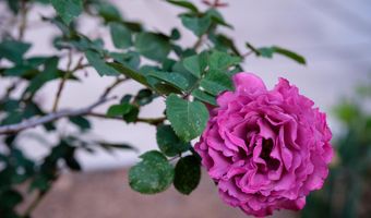 927 CAMINO VISTA RIO, Bernalillo, NM 87004