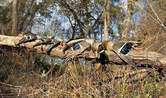 225 CR 3303, De Kalb, TX 75559