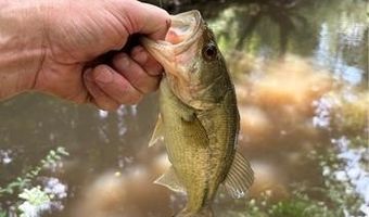 0 SHELTON Dr, Ball, LA 71405