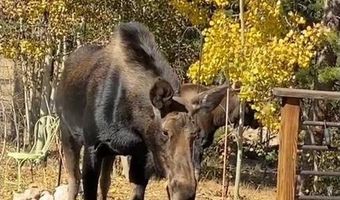 220 Timber Rd, Black Hawk, CO 80422