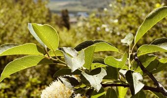 MARTEN Place, Alpine, WY 83128