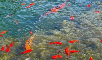 98126 W BENHAM Ln 9, Brookings, OR 97415